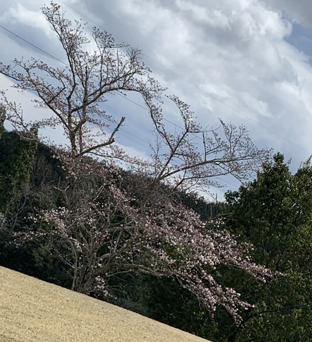 桜　岐阜　トーシン　さくら　ゴルフ　コース　お花見　2分咲　ピンク　きれい　晴れ　肌寒い　ベストスコア　更新　ならず